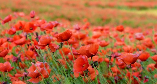 000 samen klatschmohn - samen,