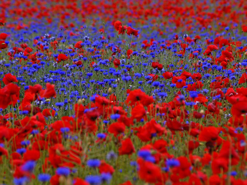 Klatschmohn - qm,