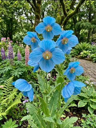 8000388 meconopsis grandis - meconopsis,
