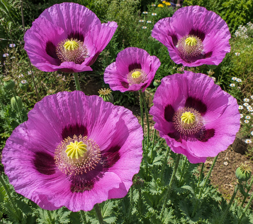 453g giant poppy - poppy, purple