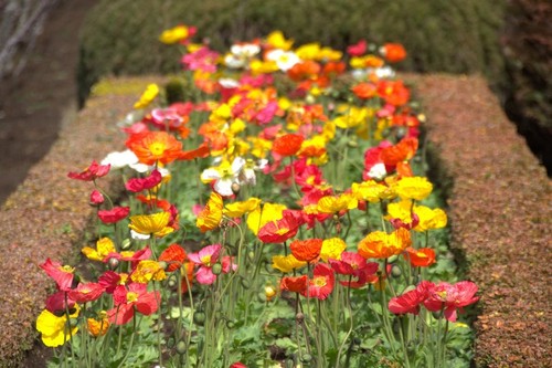 000 samen papaver - 90.000+,