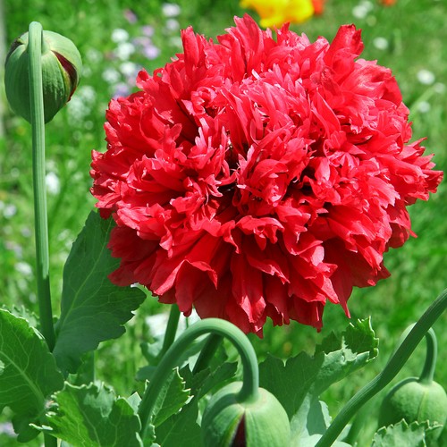 Mohn scarlet peony rot 200 - mohn,
