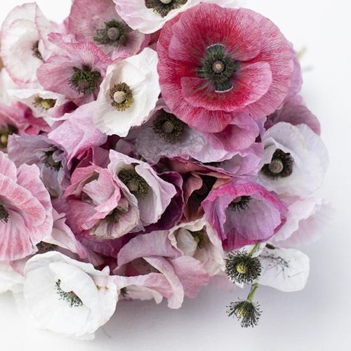 Seidenmohn mother pearl - 'mother, of