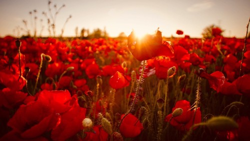 250 000 samen klatschmohn - 250.000,