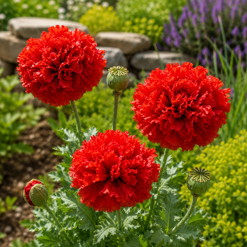 Sale2391 roter gefüllter mohn - sale2391,
