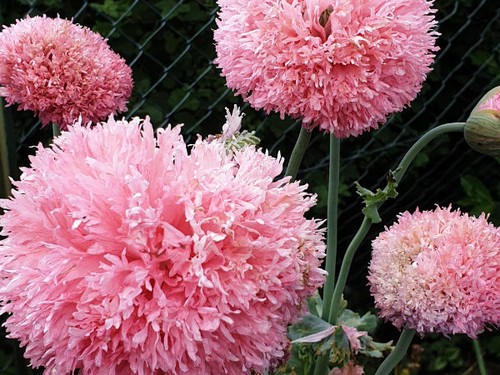 150 samen gefüllter - samen, rosa