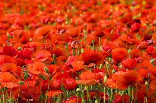 000 samen klatschmohn - 1.000.000,