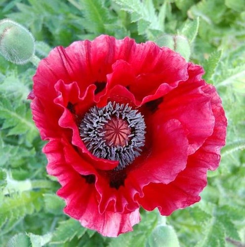 Türkischer mohn harlem - harlem,