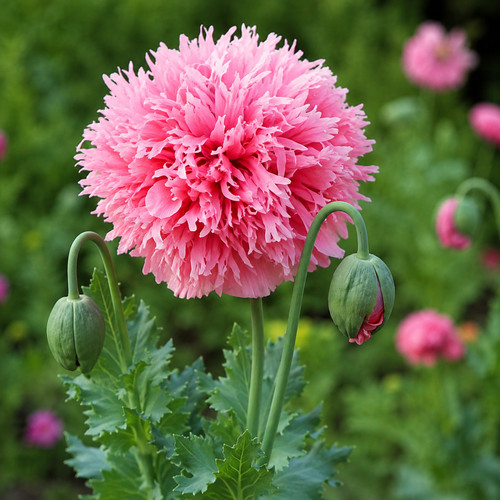 Papaver somniferum rose - papaver,