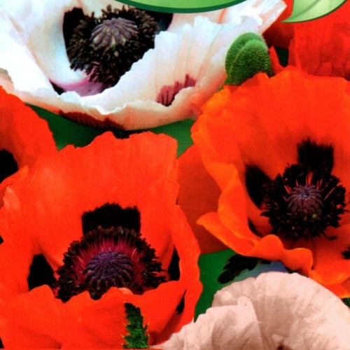 Riesenmohn riesen staudenmohn - riesen,
