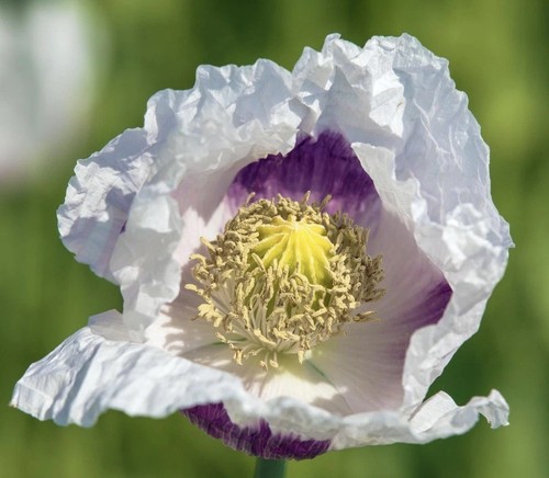 Zweifarbiger mohn weiß - zweifarbiger,