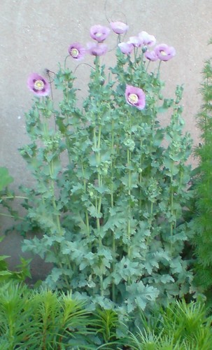 Lila mohn ca - lila, 2,5