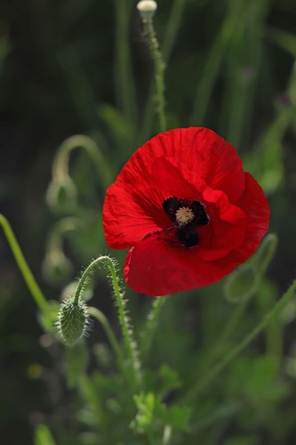 Wilder klatschmohn papaver - klatschmohn,