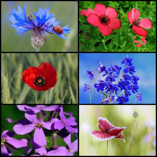 Mohnblumen blüten mix 6 - mohnblumen,