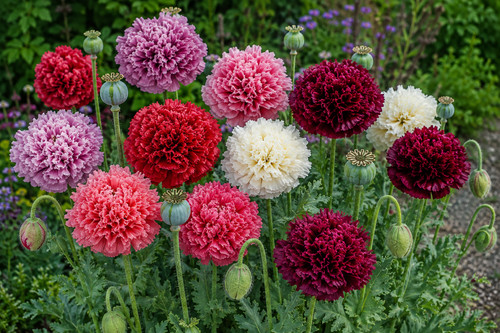 Papaver somniferum