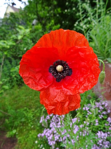 Papaver rhoeas klatschmohn - papaver,