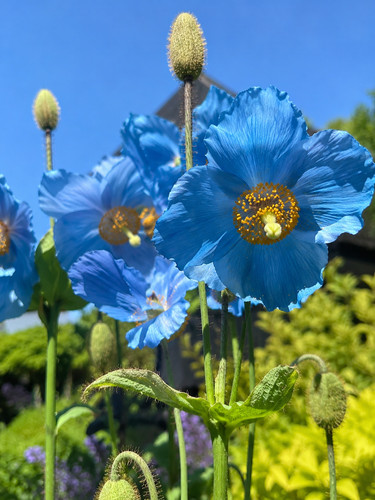 00463a meconopsis - 00463a,