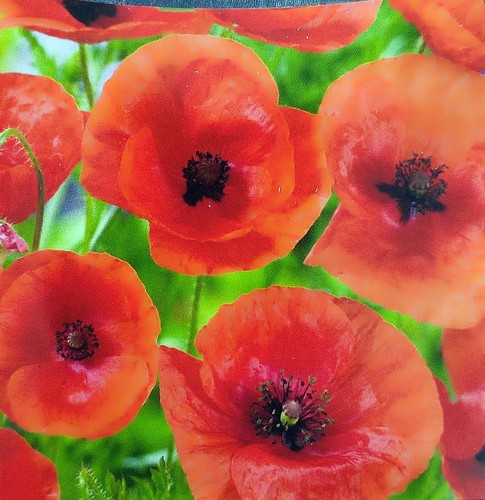 5000 samen mohnblume rot - 5000,