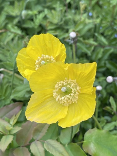 Blumensaat gelber scheinmohn - gelber,