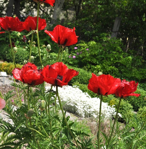 Türkischer mohn beauty - türkischer,