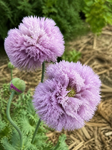 Papaver somniferum lilac - papaver,