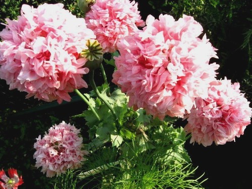 Mohn rosa gefüllt - mohn-rosa,