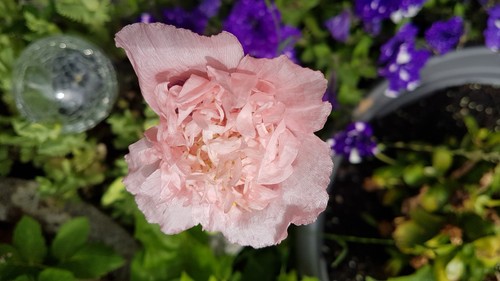 Mohn gartenmohn gefüllt - mohn, *