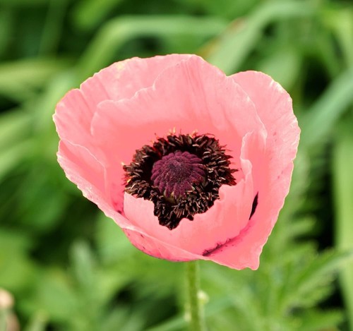 Mohn prinzessin victoria - prinzessin,