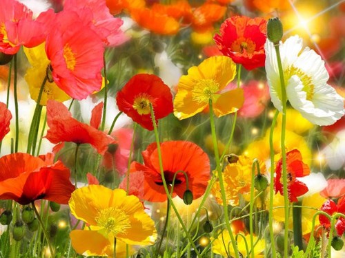 Bunte mohn samen mischung - mohn,