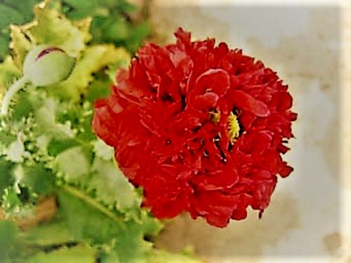 Mohn mohnblume rosa lachs - mohnblume,