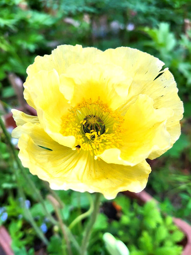 Mohn mohnblume mischung - mohnblume,,