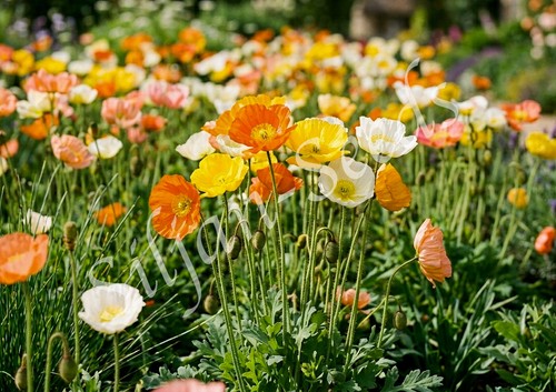 000 samen islandmohn - samen,