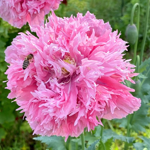Mohn pfingstrosenmohn 200 - mohn,