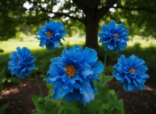 2794xa meconopsis horridula - 2794xa,