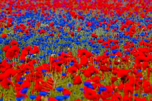 20qm mohn kornblume - 20qm, &