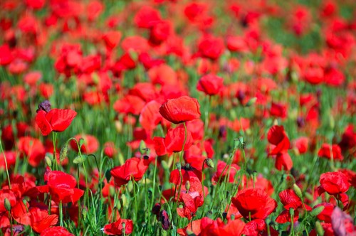 150000 samen klatschmohn - 150000,