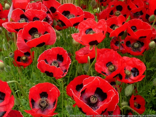 500 samen marienkäfer - 500, marienkäfer-mohn