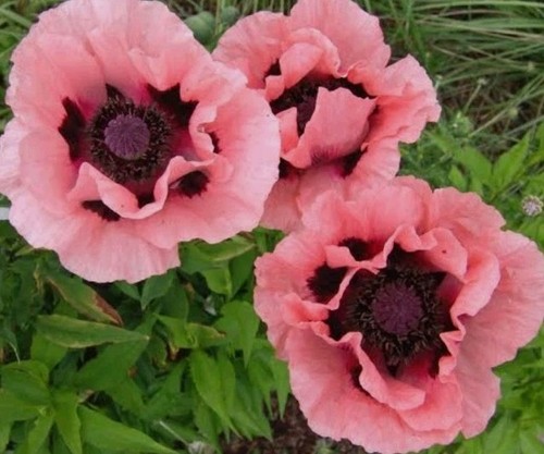 Mohn 100 samen bio feuer - samen,