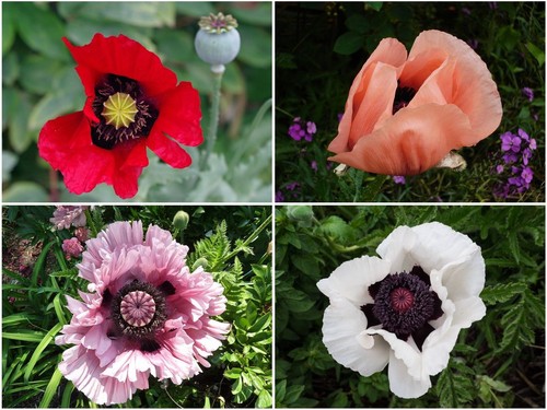 Türkischer riesenmohn mix - tÜrkischer, riesenmohn-mix