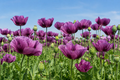 Papaver somniferum - 🌱,