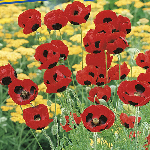 Xxx zwergmohn seidenmohn - xxx,