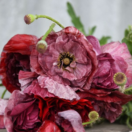 Seidenmohn pandora 200 - seidenmohn, 200+