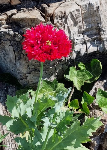 150 samen echter wild mohn - samen,