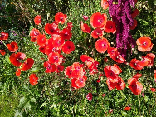 Klatschmohn - (papaver, rhoeas)
