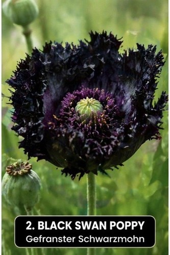 Schwarzer mohn black - schwarzer, mohn„black