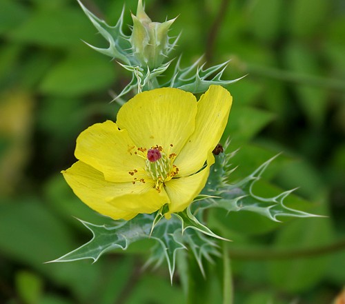 Samen der stachelmohn eine - stachelmohn,