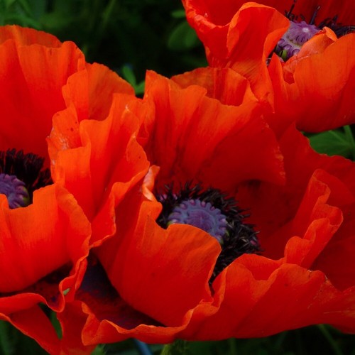 Roter türkischer mohn 200 - roter,