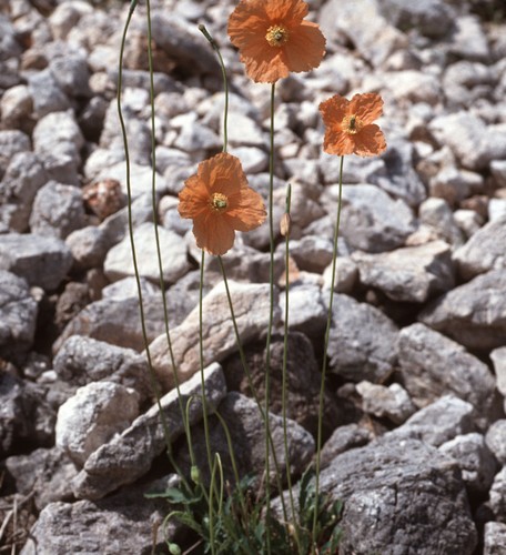 Spanischer mohn papaver - spanischer,