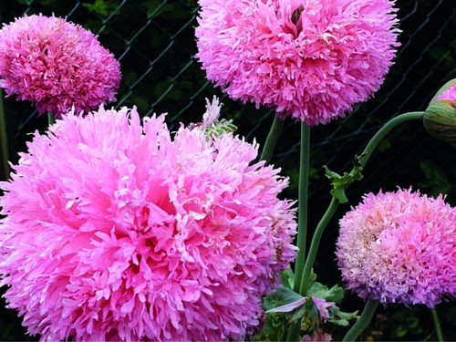 150 samen gefüllter - samen, rosa
