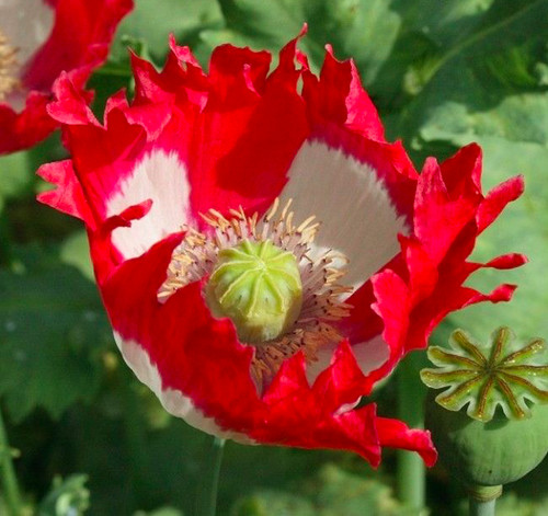 Mohn mohnblume dänischer - mohn, „dänischer